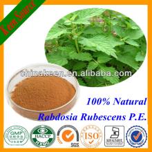 Pure Natural Tea Extract  Rabdosia  Rubescens Powder Extract