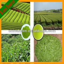 99% L-Theanine Tea P.E Green Tea Extract Powder For Sale