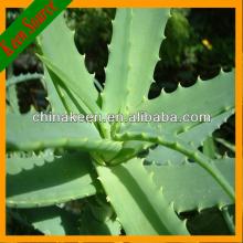 Solvent Extraction Aloe Vera Extract Powder for Aloe Vera Drink