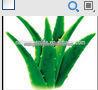 ALOE VERA EXTRACT / ALOE 100X / ALOE 200X ALOEVERA EXTRACT POWDER