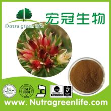 Natural Rhodiola Rosea Extract Rosavins 1-3%