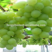 High Quality Cold Pressed Grape Seed Oil