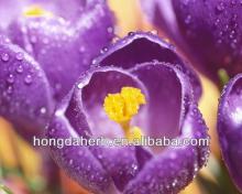 Herb Medicine Saffron extract