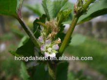 Natural Marshmallow Root / Althaea officinalis extract