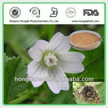Natural Marshmallow Root Extract, althaea   officinalis 