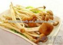 Very Hot Selling Tea Tree Mushroom Powder Extract