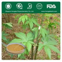 Hot Selling  Sweet   Tea   Extract   Powder 