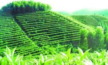 Free Sample Instant Black Tea Extract Powder