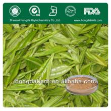 Chinese Organic Best quality Natural Green Tea Extract Powder