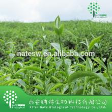 Natural Green Tea Extract Epigallocatechin Gallate powder