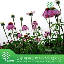 Natural Herb Echinacea Purpurea Extract in bulk