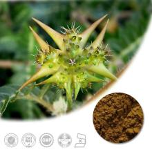 High Quality Tribulus Terrestris Extract with 10%-90% Tribulus Saponins