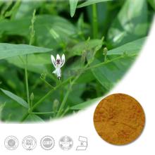 High Quality Andrographis Paniculata Extract Powder with 5%~98% Andrographolide