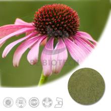 100% Natural High Quality Echinacea Extract with Best Price