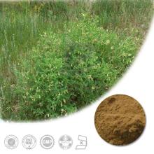 Astragalus Root Extract Powder with 0.3%~98% Astragaloside IV and 10%~70% Polysaccharide