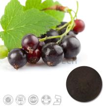100% Natural Pure High Quality Black Currant Extract with 5%, 10%, 15%, 20%, 25% Anthocyanins UV/ HP