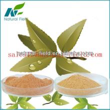 professional manufacturer green tea extract powder 90 polyphenols