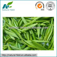 A fresh batch of green tea extract catechin powder
