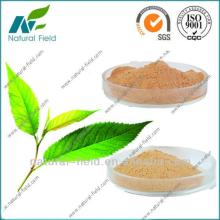 high quality of green tea extract polyphenols powder 50%-98%