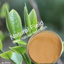 Pure Natural Organic Green Tea Powder Extract Polyphenols Catechins EGCG