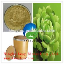 Food and Cosmetics Grade Pure Natural Aloe Vera Extract