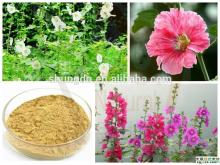 Althaea Rosae Root Extract 10:1 /Marshmallow Root P.E