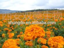 Hot products high quality pure natural marigold extract lutein 5%10%20%