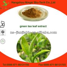 Organic tea polyphenols green tea leaf extract powder
