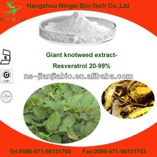 Giant knotweed P.E  Resveratrol  20%-99% HPLC