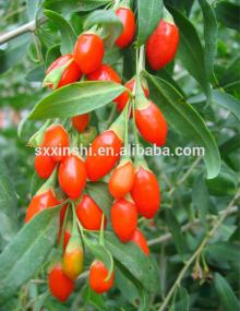 Natural goji berry extract, Goji berry extract wolfberry extract