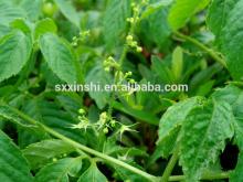 fiveleaf gynostemma herb tea extract