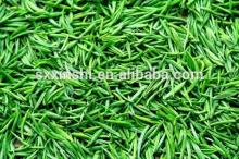 ecg green tea extract