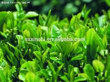 100% Pure &Natural Green Tea Extract Suppliers
