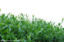 green tea leaf extract powder