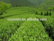 decaffeinated green tea extract powder