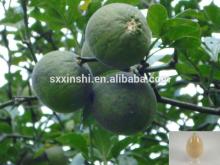High Quality Herbal Extract Citrus Aurantium Extract 10-90%