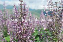 High Quality 97% Sclareolide From Salvia Sclarel