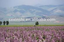 High Quality Herbal Extract Salvia Sclare L Extract Sclareol And Sclareolide