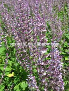 High Quality Sclareolide From Salvia Sclarel At Factory Price