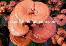  ganoderma   lucidum   powder ,  ganoderma   lucidum  spore  powder 