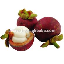 Natural  Mangosteen  Extract/ dried   Mangosteen  Rind/ mangosteen  Extract Powder