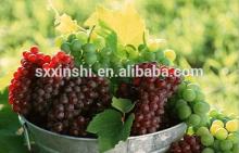 Quality Grape Seed,Plant,Food Supplement Raw Material