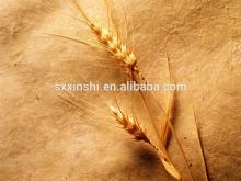 Iso Natural Barley Malt P.e. 4:1 98% Hordenine