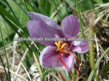 pure natural saffron petals essential oil