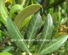 Olive Leaf Extract