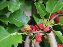 Mulberry Leaf Extract,1-Deoxynijirmcin(DNJ)
