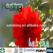 Natural Herb Saffron Extract Powder