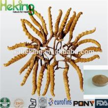 High Quality Natural Cordyceps Extract Polysaccharides