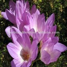 Meadow saffron extracts