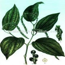 Chinese black pepper,Piper nigrum L. extracts